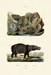 Coquillages